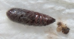Peratodonta