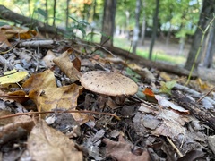 Amanita rubescens