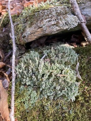Cladonia squamosa