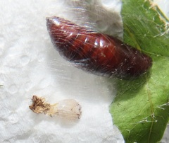 Peratodonta