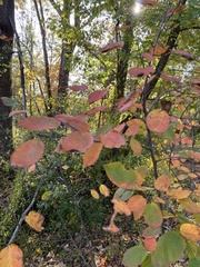 Amelanchier canadensis