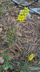 Solidago puberula