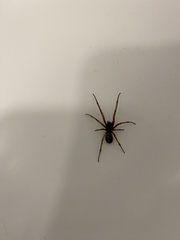 Steatoda nobilis