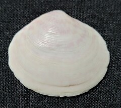 Semele proficua