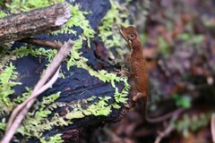 Anolis chrysolepis