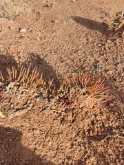 Anabasis cretacea