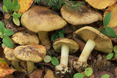 Cortinarius citrinus