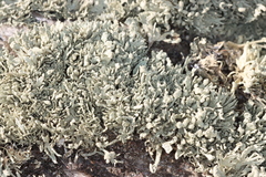 Ramalina capitata