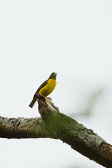 Ploceus bicolor bicolor