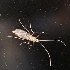 Ophion obscuratus