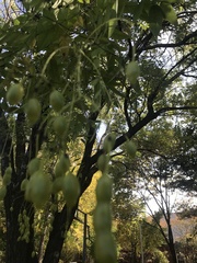 Styphnolobium japonicum