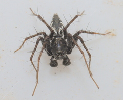 Oxyopes
