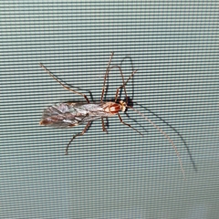 Ophion obscuratus