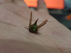 Umbonia