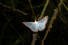 Leuciris