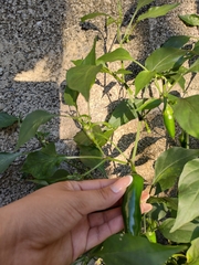 Capsicum annuum