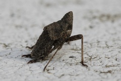 Orgerius