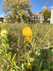 Crotalaria sagittalis