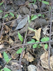 Oplismenus hirtellus