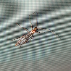 Ophion obscuratus