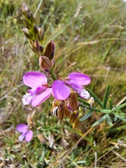 Polygala garcinii