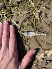 Alosa pseudoharengus