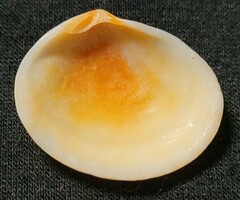 Semele purpurascens