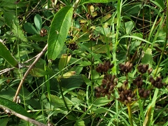 Chrysidoidea