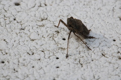 Orgerius