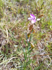 Polygala garcinii