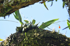 Prosthechea vitellina