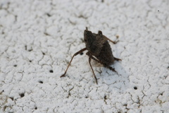 Orgerius