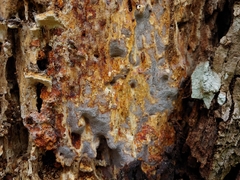 Tinctoporellus epimiltinus