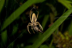 Larinia