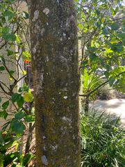 Candelaria concolor