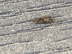 Pachypsylla