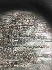 Caloplaca cerina