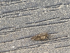 Pachypsylla