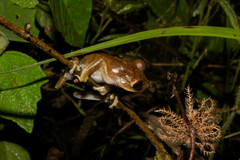 Boana calcarata