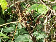 Agapostemon splendens