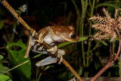 Boana calcarata