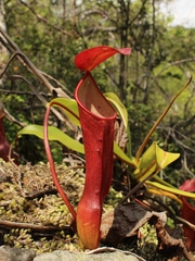 Nepenthes reinwardtiana