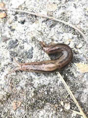 Limax maximus