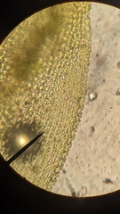 Orthotrichum columbicum