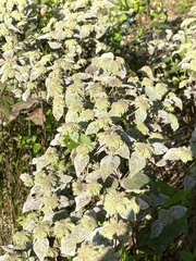 Pycnanthemum muticum