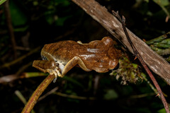 Boana calcarata