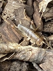 Ceuthophilus californianus