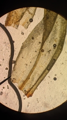 Orthotrichum columbicum