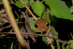 Boana calcarata