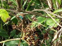 Chrysidoidea